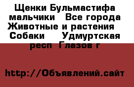 Щенки Бульмастифа мальчики - Все города Животные и растения » Собаки   . Удмуртская респ.,Глазов г.